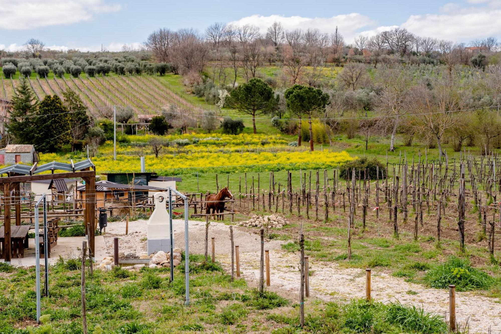 Il Poggio Degli Antichi Sapori Villa Paternopoli Ngoại thất bức ảnh